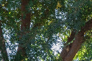 Claremont Ca Apartments For Rent Rentcaf 233